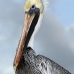 pelican_brown_can_v_0209_mex0219.jpg